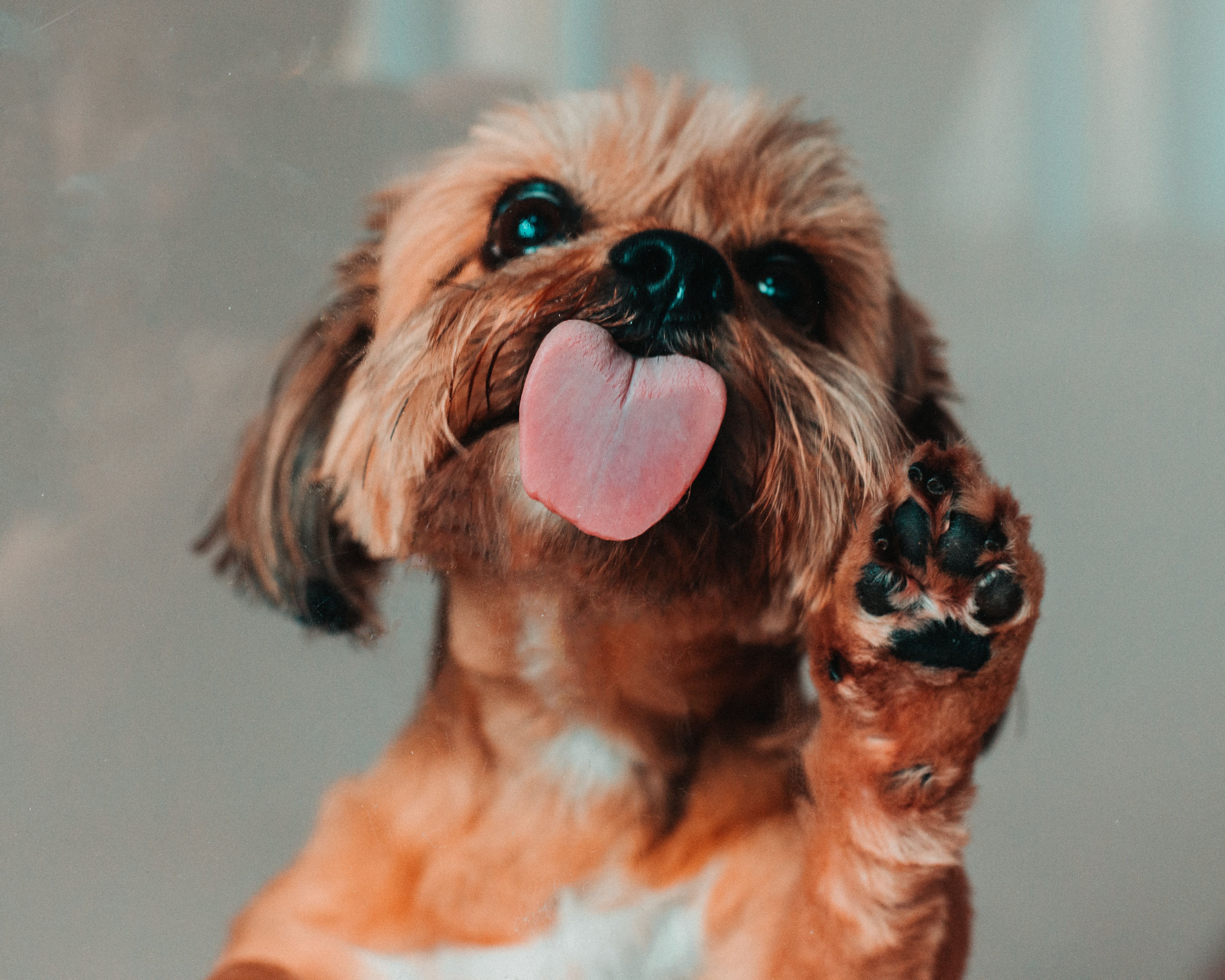 puedes contraer la rabia si un perro te lame la boca