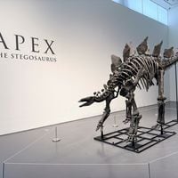 La polémica venta del esqueleto de un dinosaurio casi completo