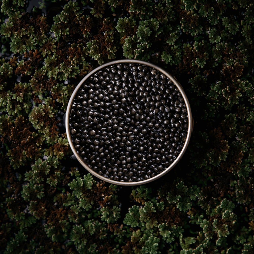 Caviar esturión Kenoz