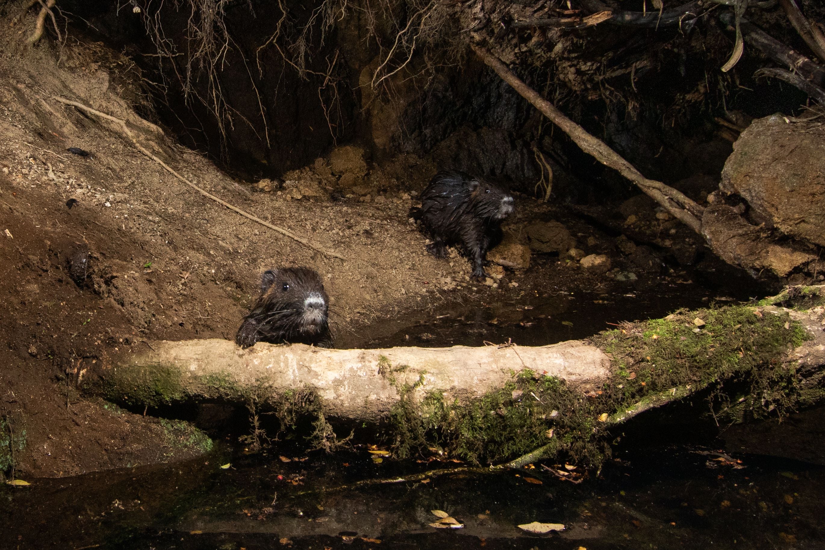 Con cámaras trampa, por primera vez registran al roedor más grande de Chile en bosques del sur