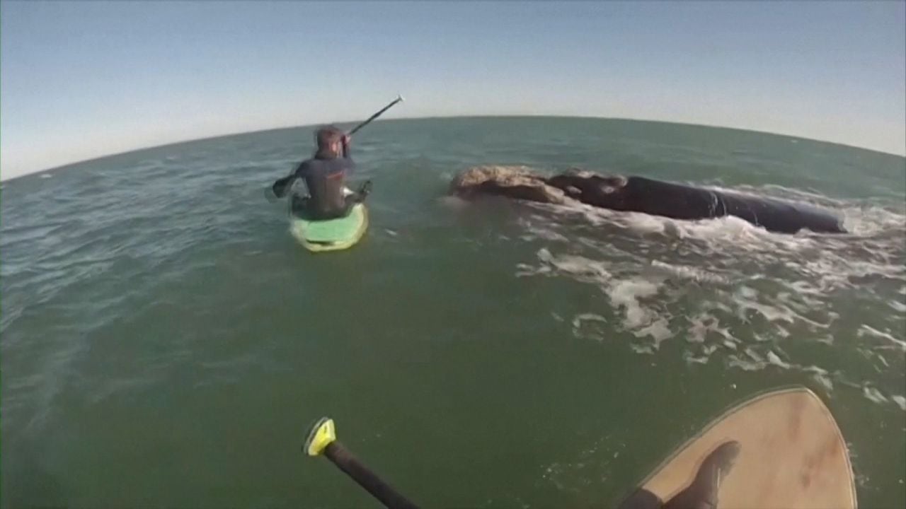 El sorpresivo encuentro de dos amigos surfistas con 12 ballenas