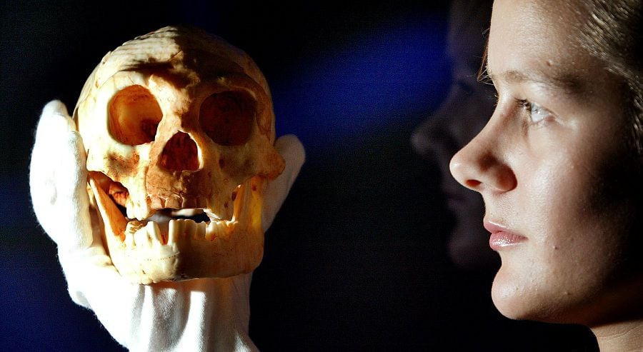 A model of a skull discovered on a remote Indonesian island is held by an employee at the Science Mu..