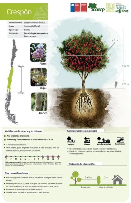 En tiempos de sequía ¿Qué especies de árboles son más resistentes? - La  Tercera