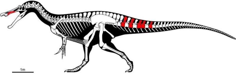 Descubren un nuevo dinosaurio del tamaño de un bus