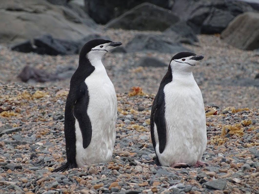 pinguinos