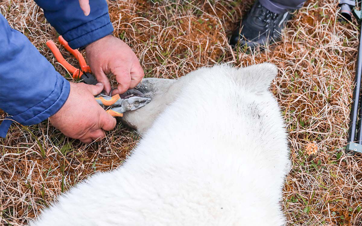 Oso polar sufre con lata atascada en su boca