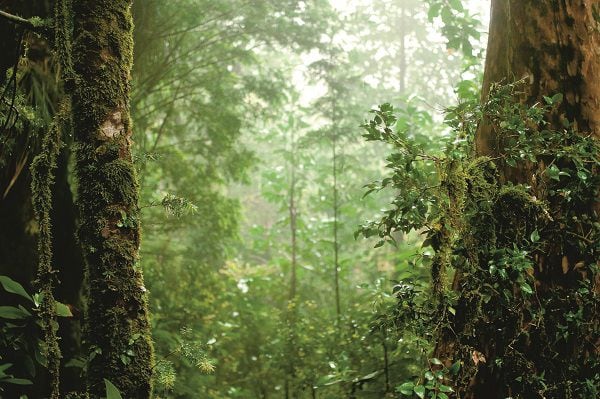 PASCUAL ALBA SELVA VALDIVIANA