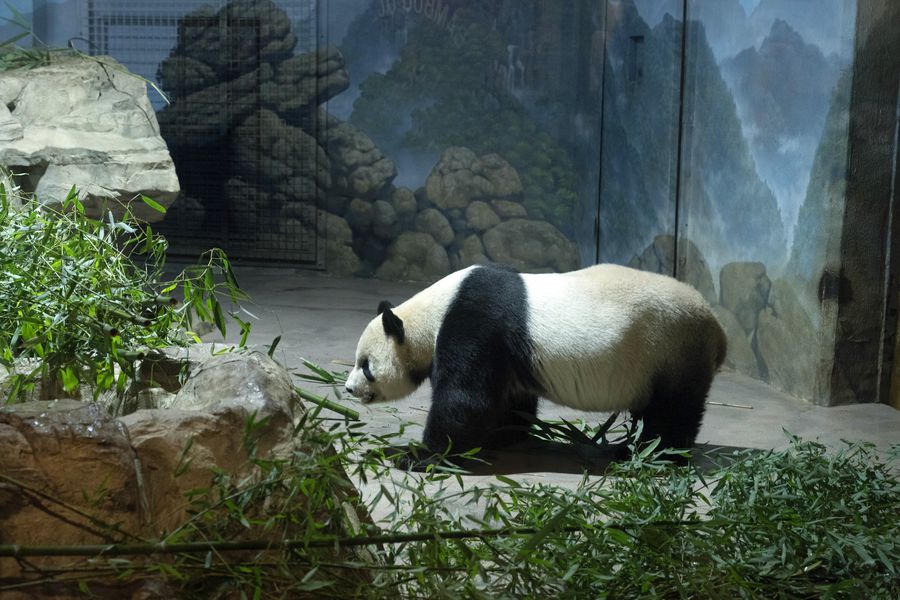 Algunos pandas de zoológico se muestran menos activos en invierno