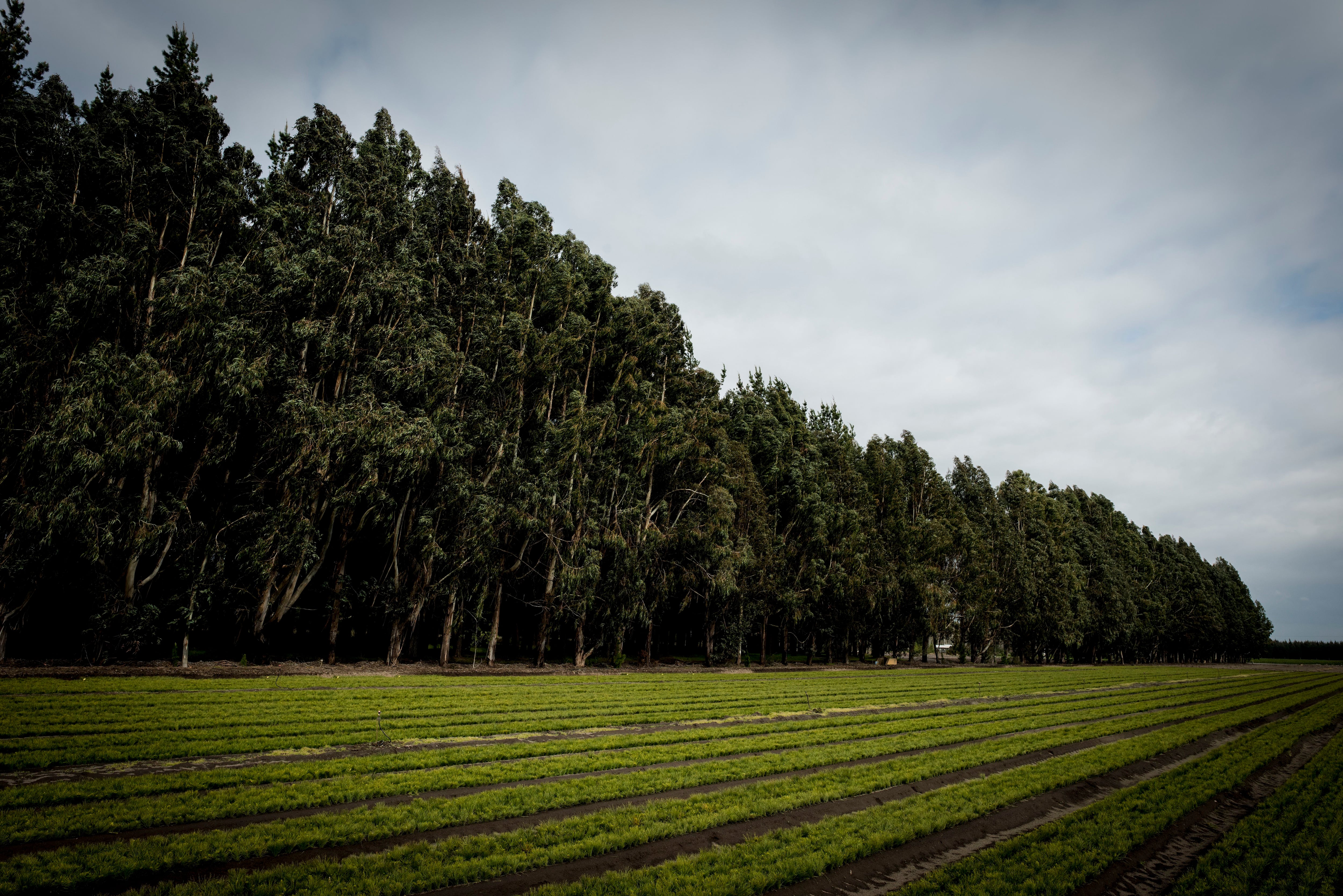 Vivero-Araucaria-91.jpg