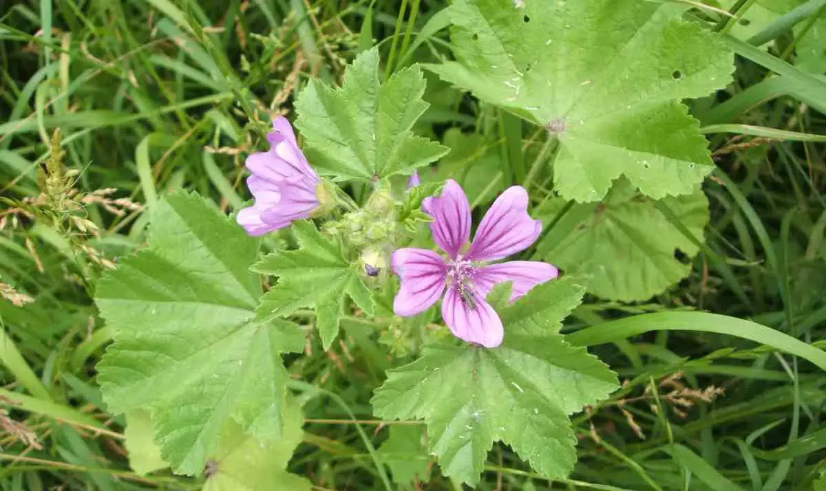 Malva flor maleza