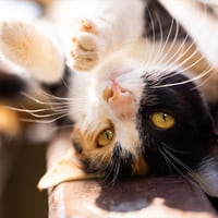 ¿Por qué los gatos ronronean? Esto es lo que dice la ciencia