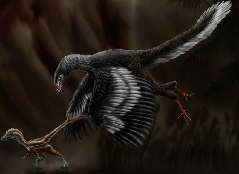Hallan las primeras plumas azules en un ave fosilizada