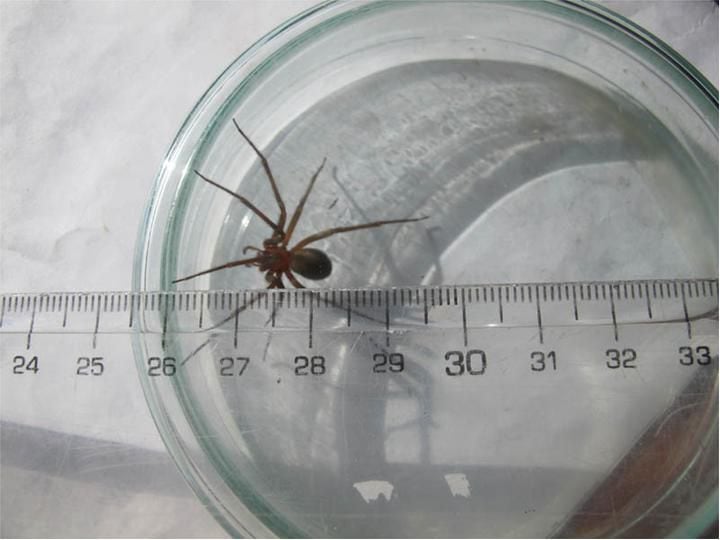 Loxosceles laeta, araña de rincón. Foto: Universidad de Concepción.