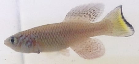 Killifish africano