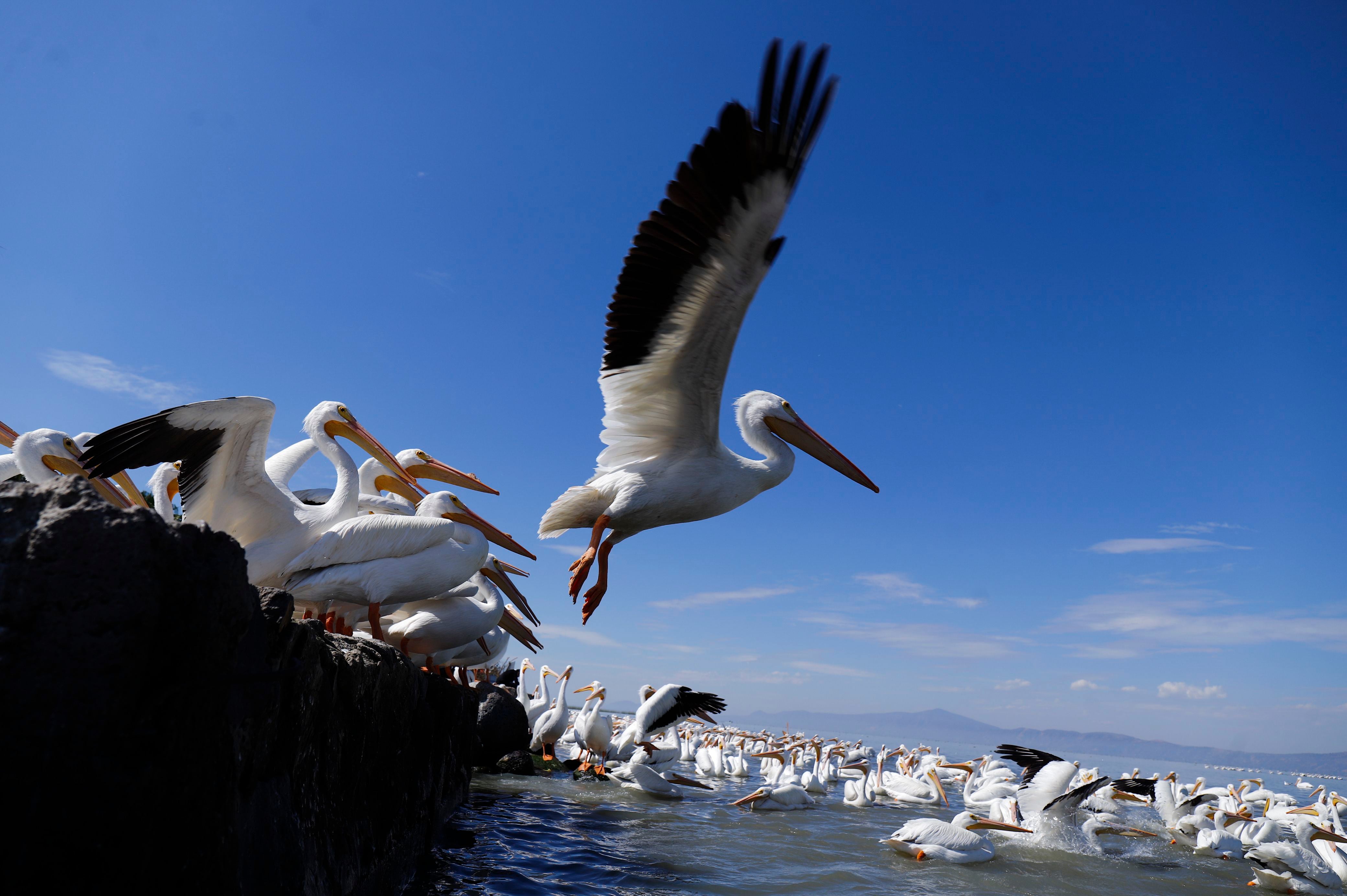 Lee también en Qué Pasa: Alerta zoosanitaria: ¿Cuál es el peligro de las aves con gripe aviar detectadas en el norte?