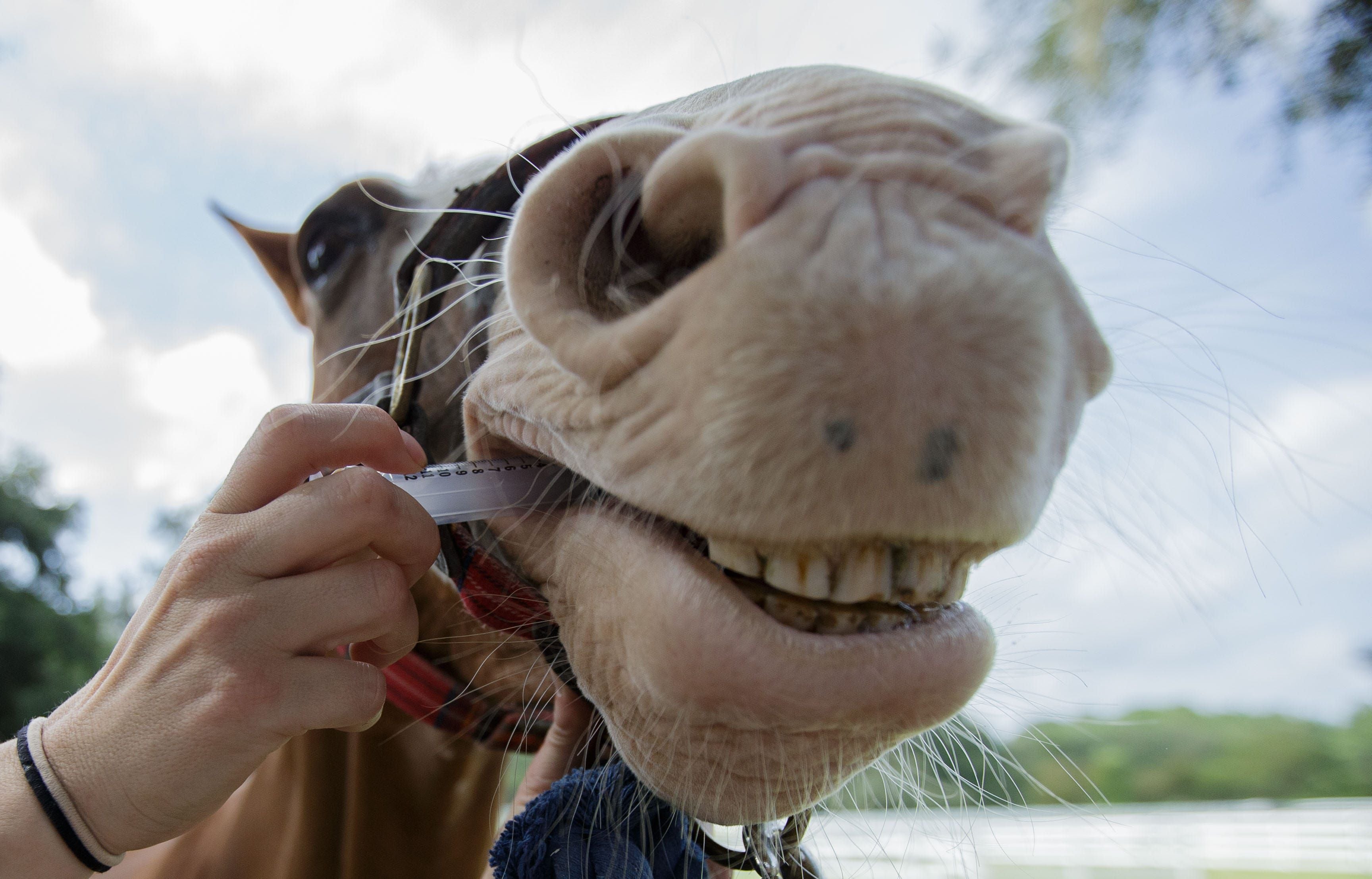 Dr. Rachel Lacey, a veterinarian at ACS Equine Medical and Surgical Hospital, uses a syringe to give one of her patients a dose