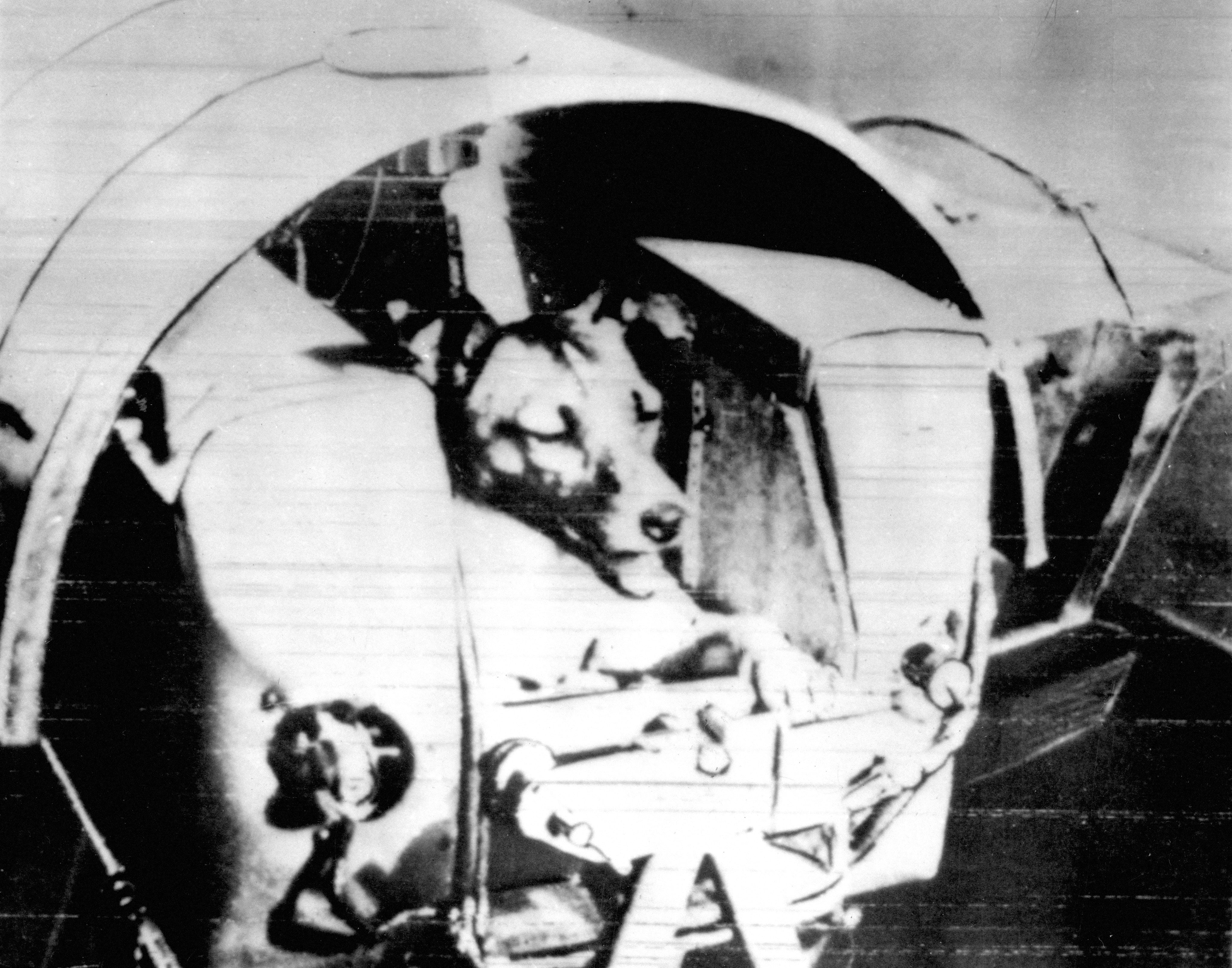 Laika y su violenta muerte en el espacio: a 65 años del viaje de la célebre perrita “astronauta”