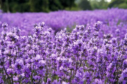 Lavanda - La Tercera