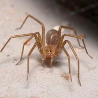 Cómo evitar las arañas de rincón (y los pasos para reaccionar a su mordida)