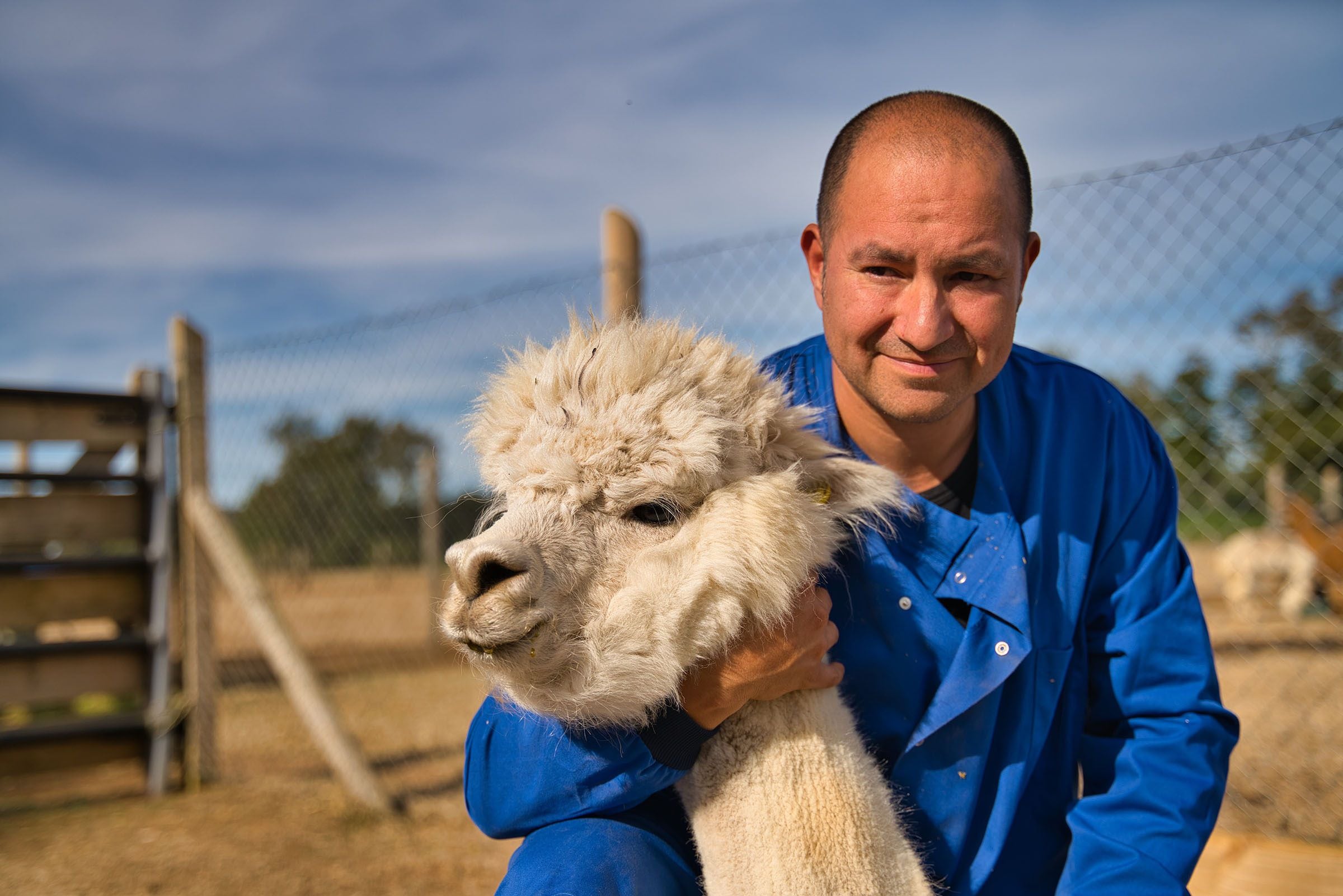 alpaca coronavirus