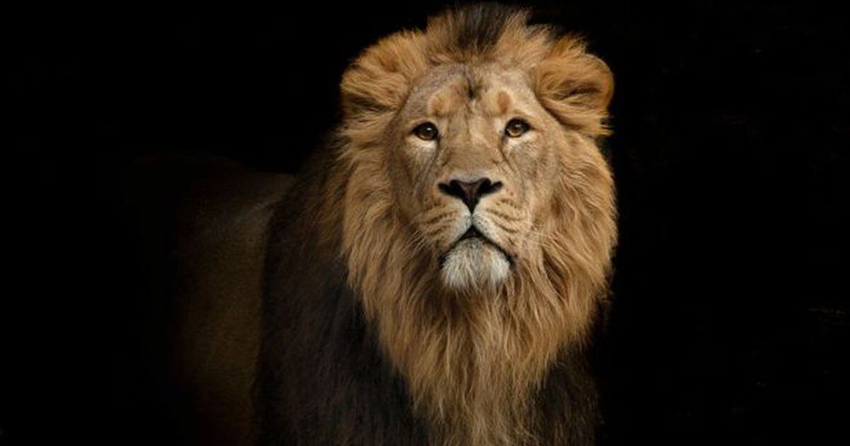 Por qué los leones tienen melena? Las curiosas preguntas con las que la  Universidad de Oxford elige a sus estudiantes de ciencias - La Tercera