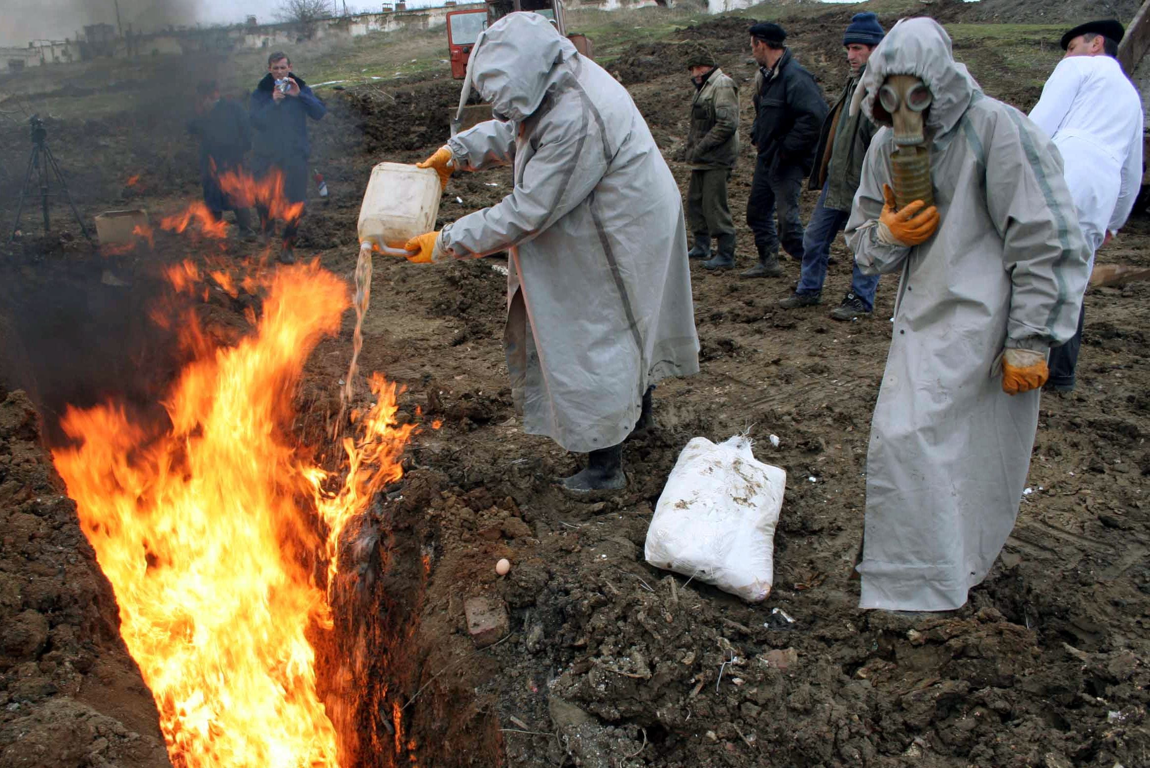 Health workers burn fowl carcasses at a chicken farm in the Buinaksky district in Russia's Dagestan