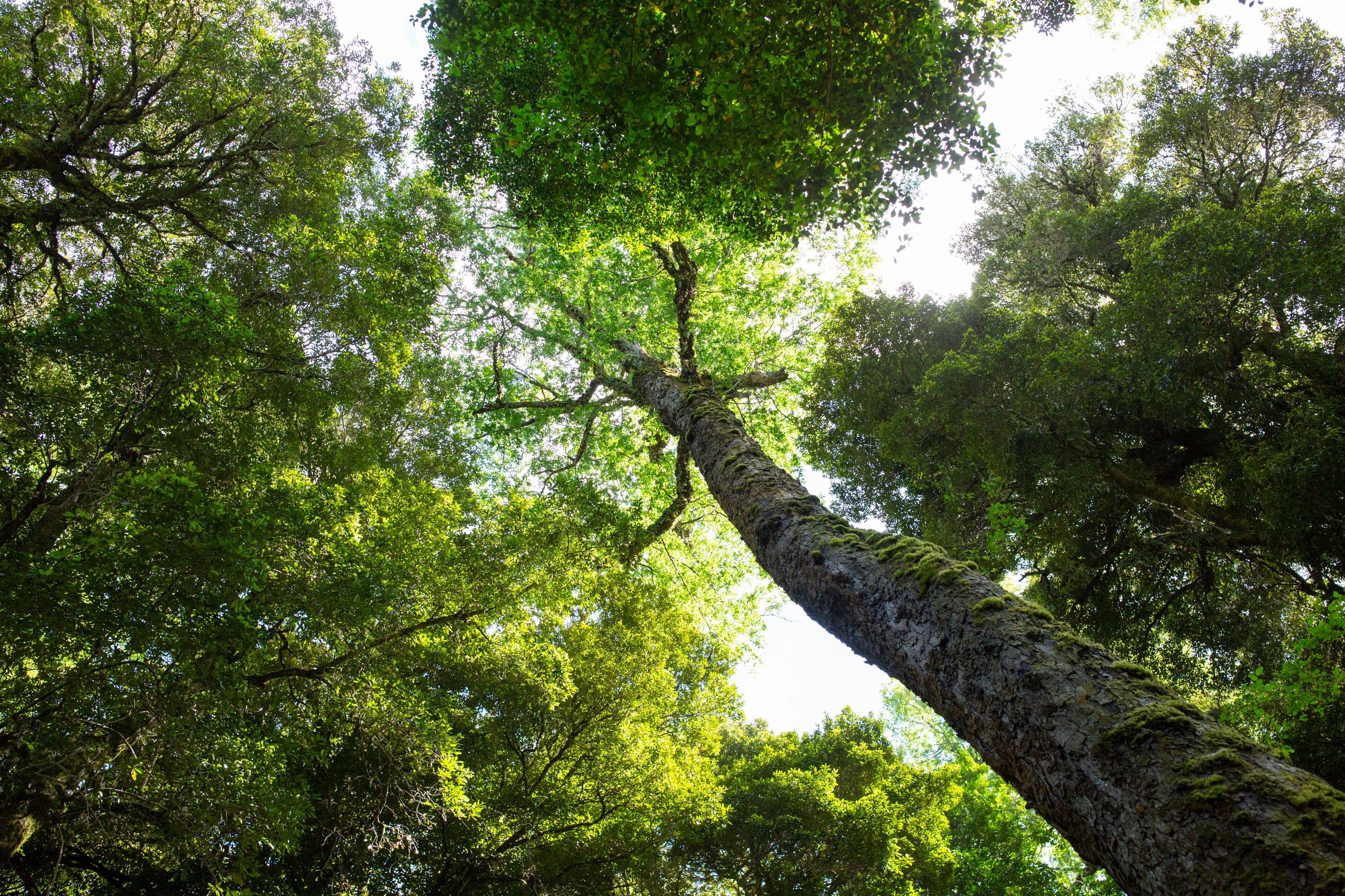 Parque Rucamanque