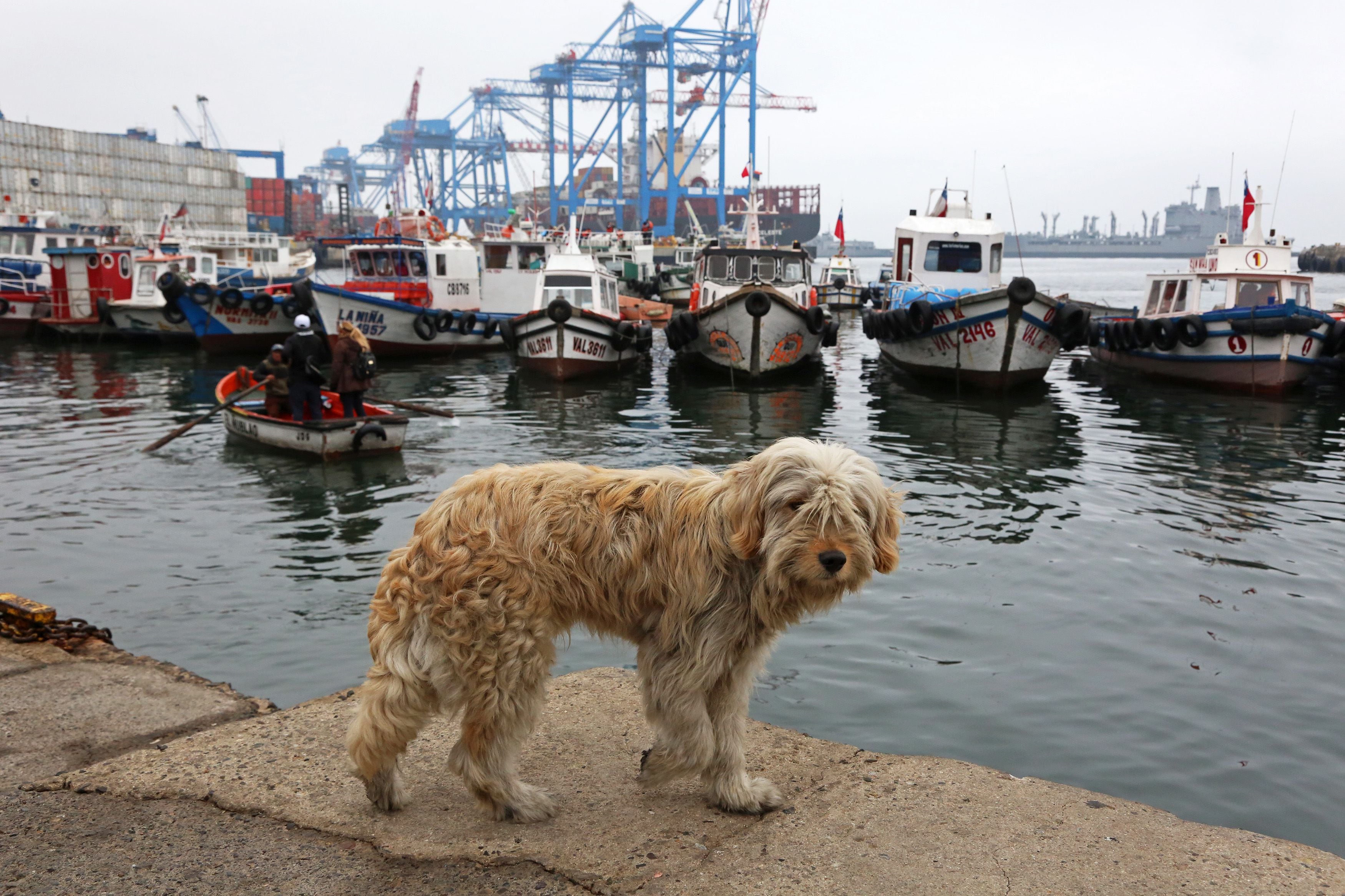 Perro Valparaíso