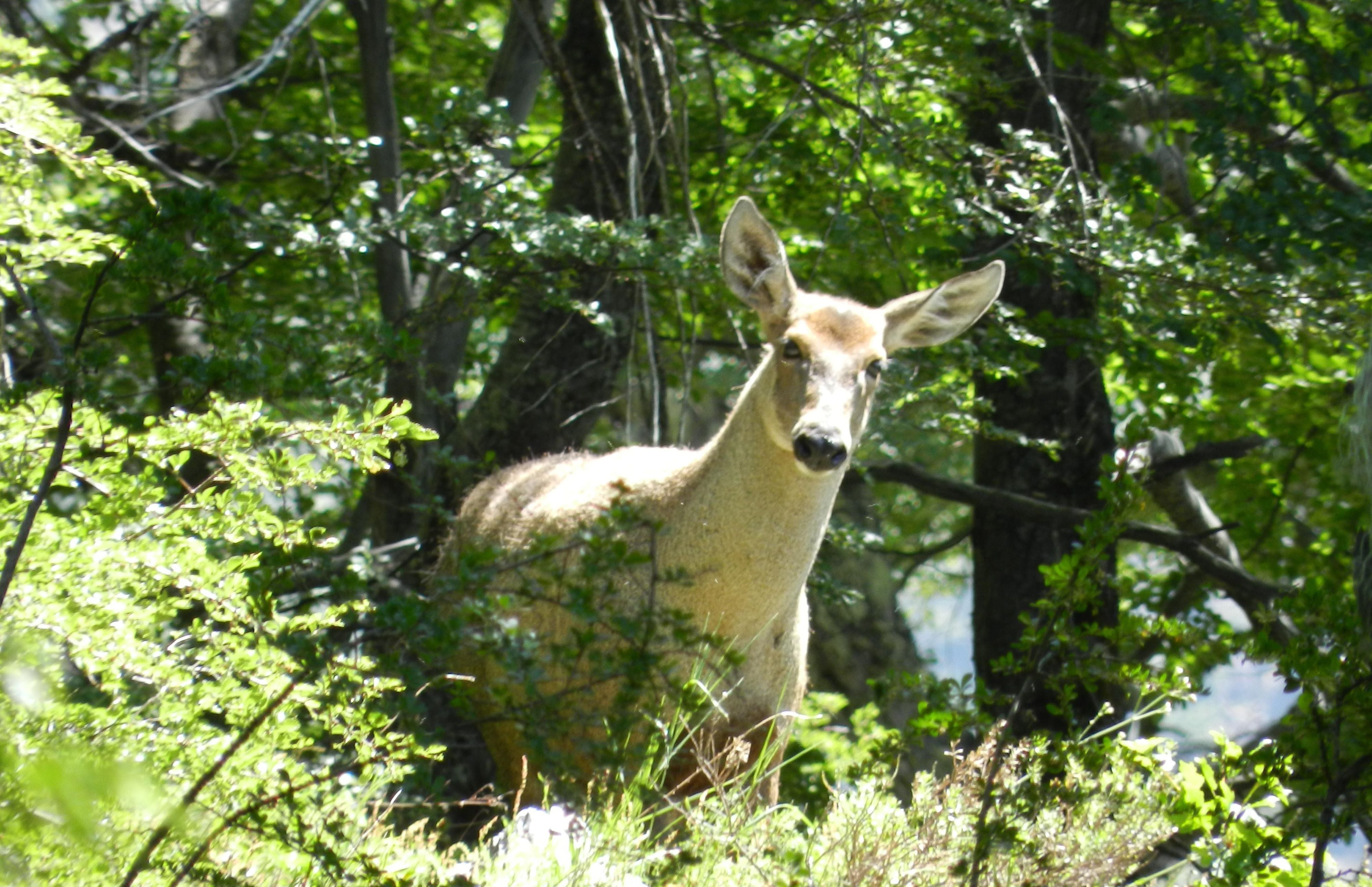 huemul conaf