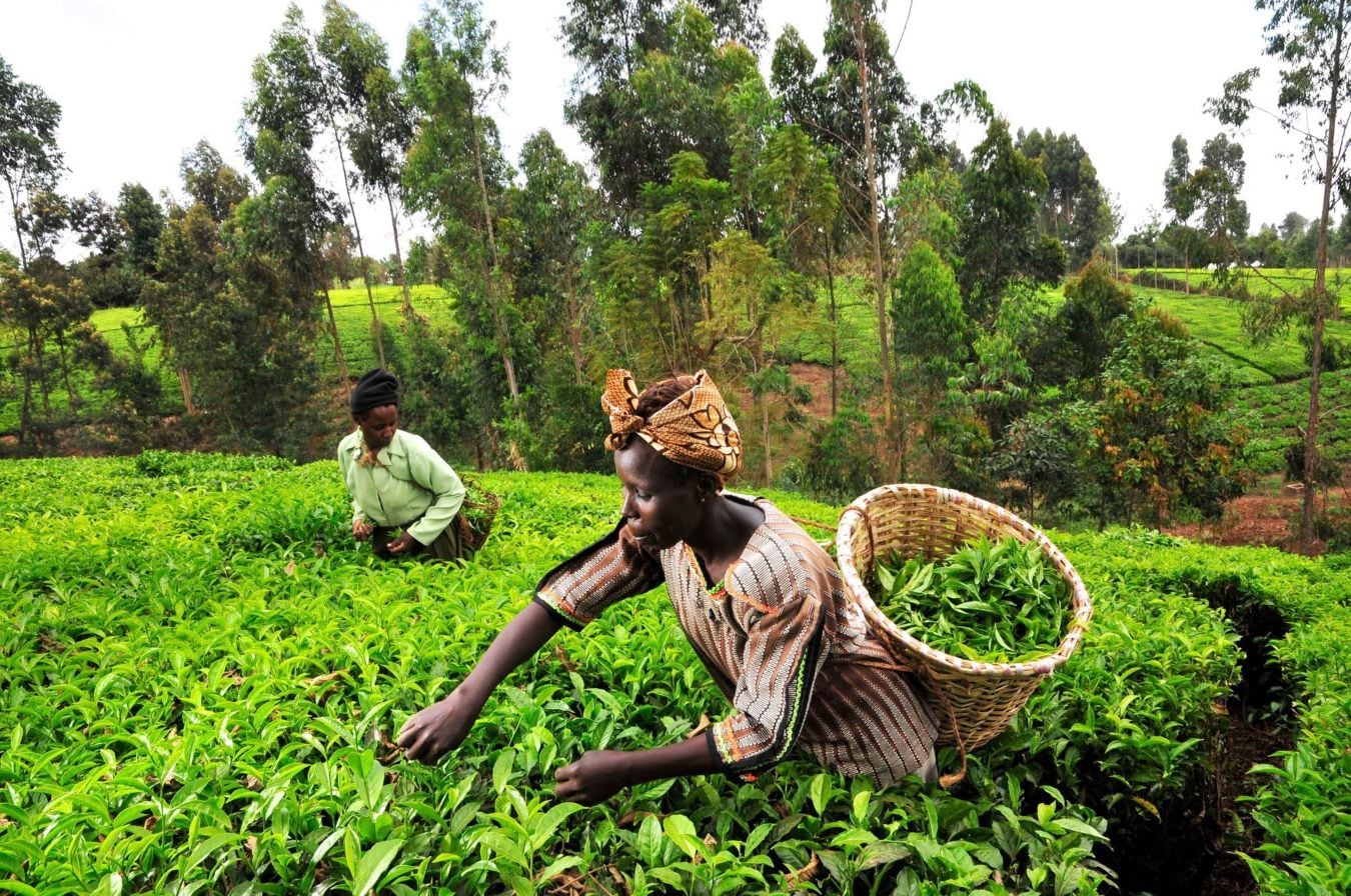 Plantaciones de té