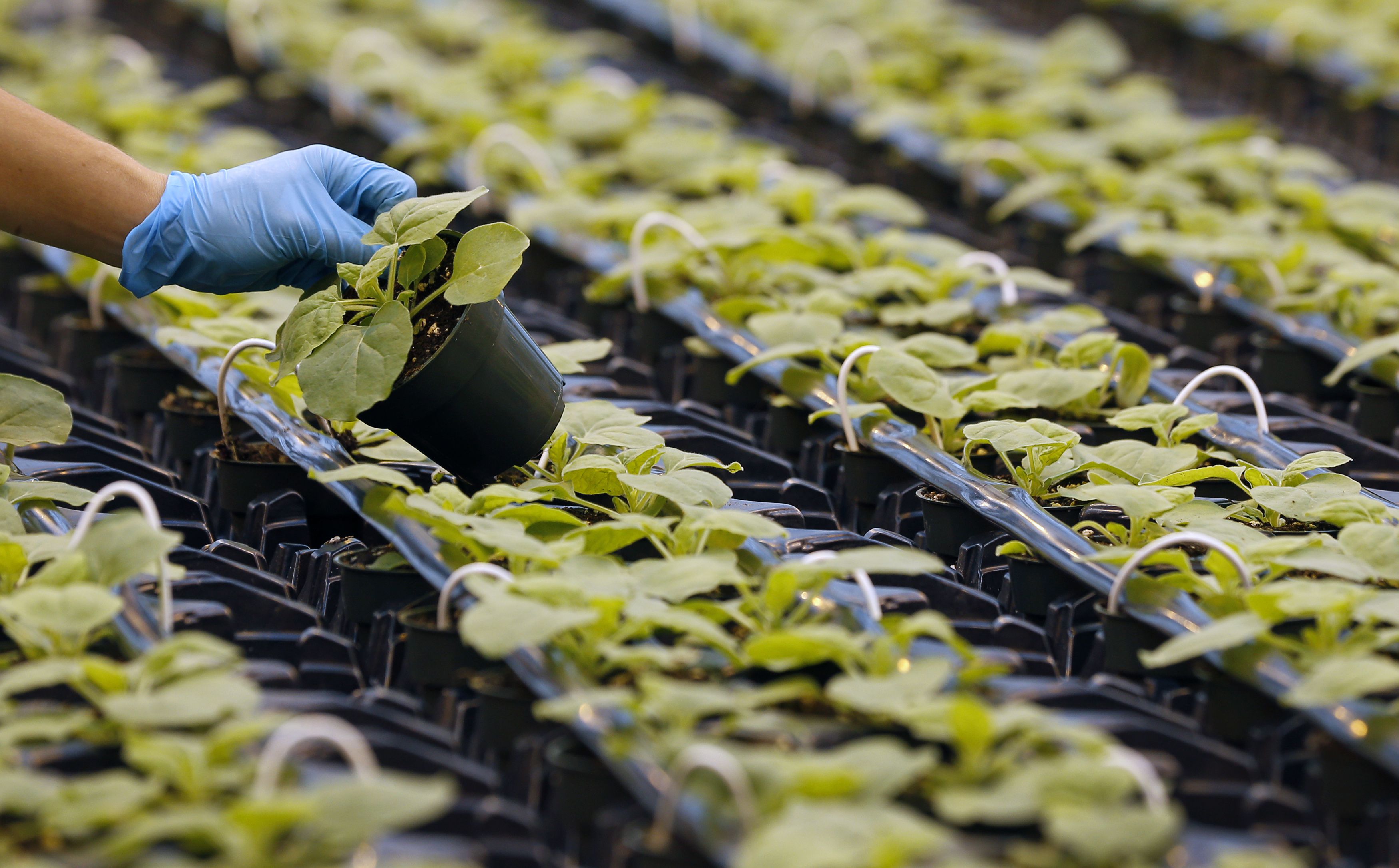 An worker inspects the Nicotiana benthamiana plants at Medicago greenhouse in Quebec City