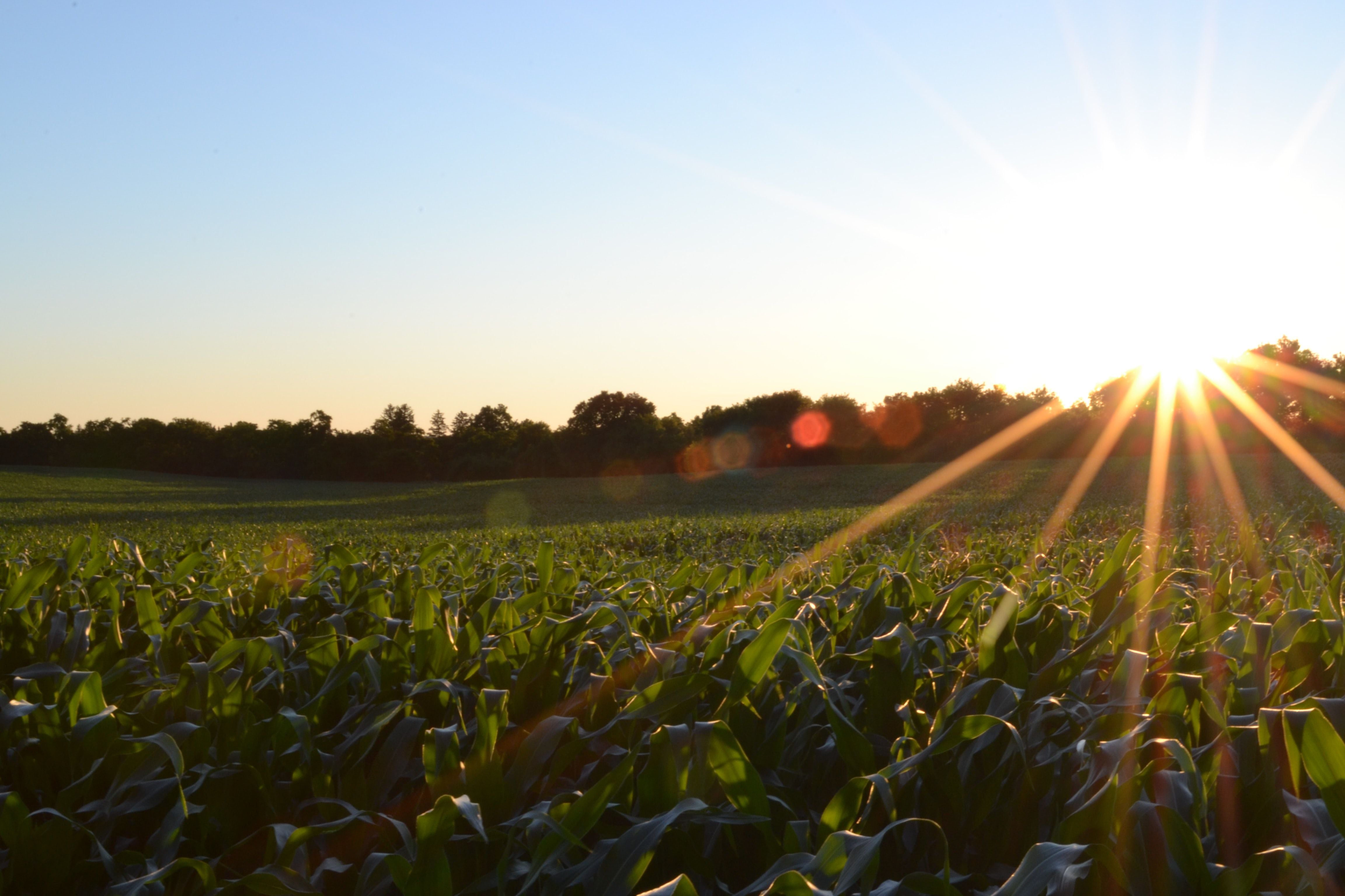 Agricultores