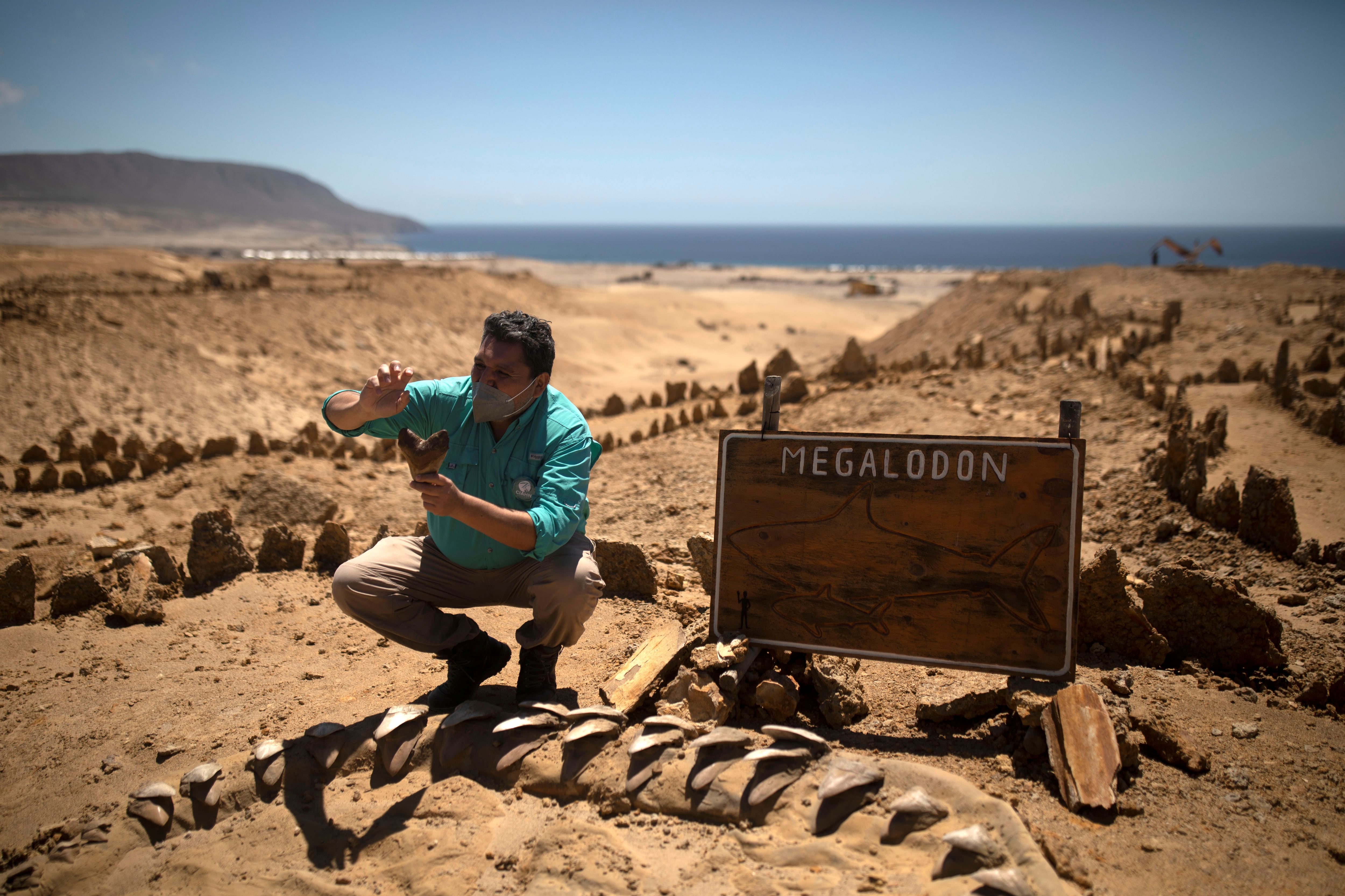 El paleontólogo Pablo Quilodrán, sostiene un diente fosilizado de megalodón en el parque paleontológico 'Los Dedos' en el desierto de Atacama, cerca de Caldera, Chile