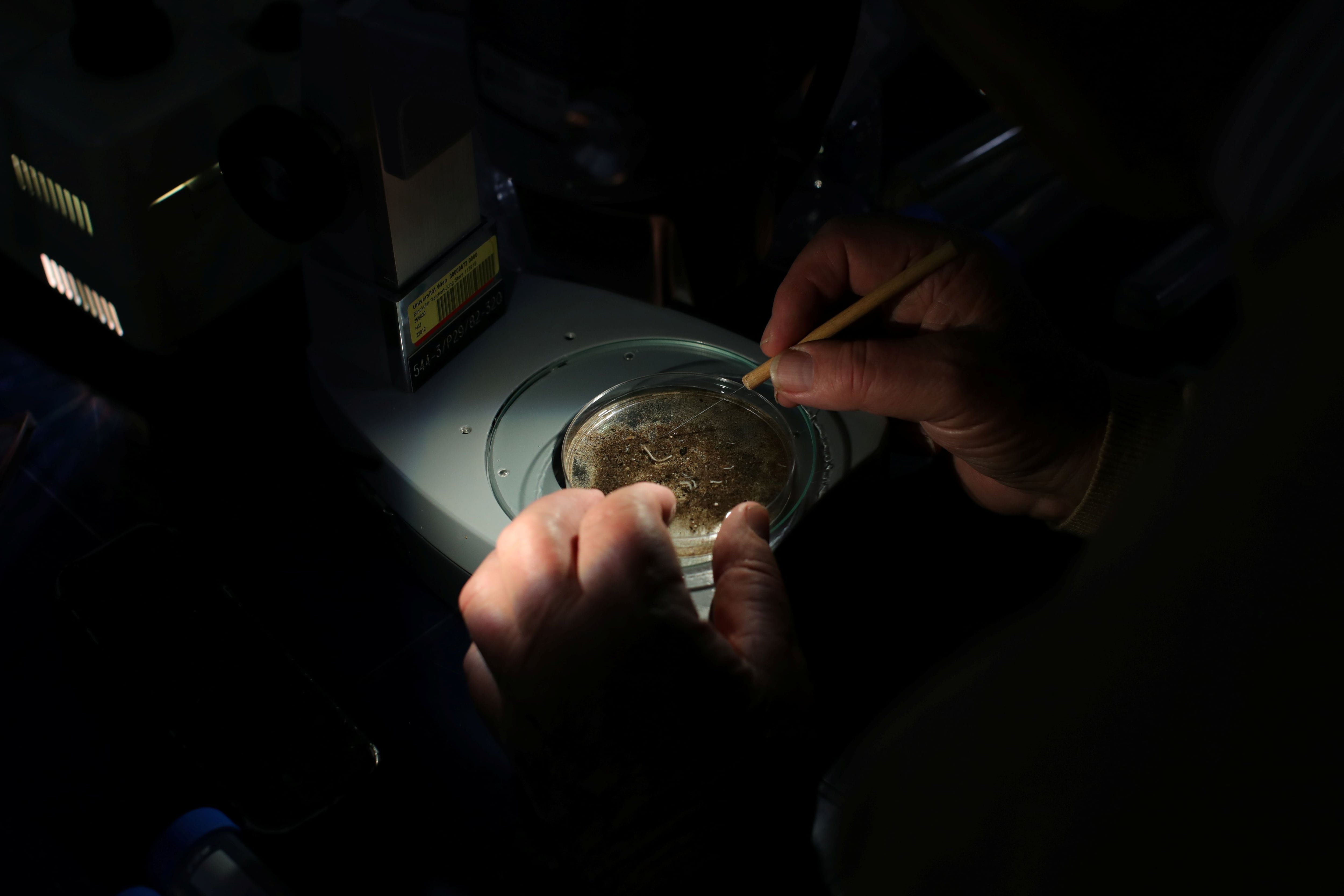 Austrian ecologist Fritz Schiemer looks through a microscope in Brataj