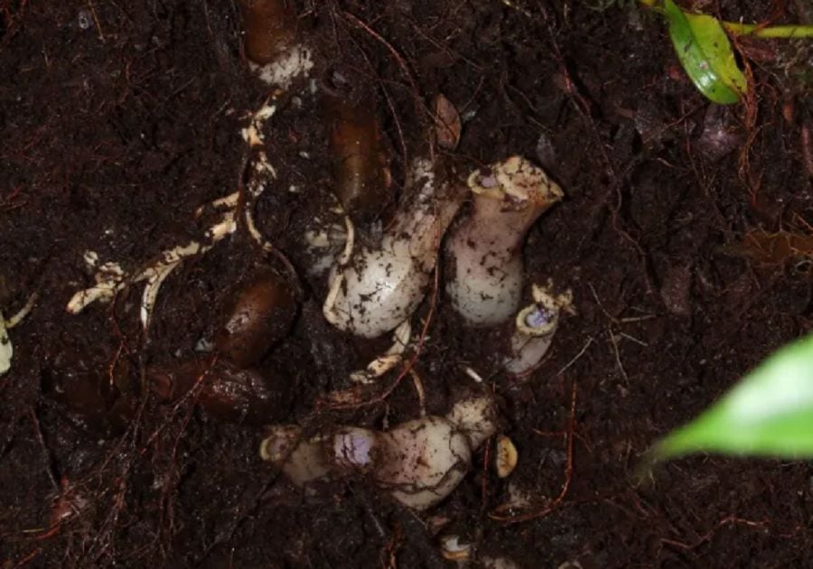 Científicos descubren espeluznante y misteriosa planta carnívora que acecha bajo tierra