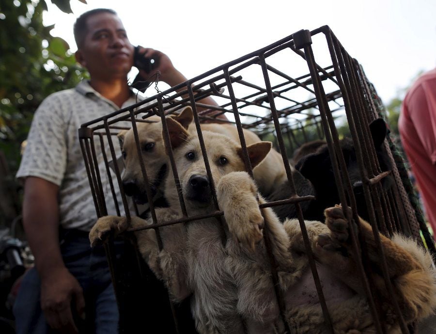 Dogs are kept in a cage at Dashichang dog market ahead of a local dog meat festival in Yulin