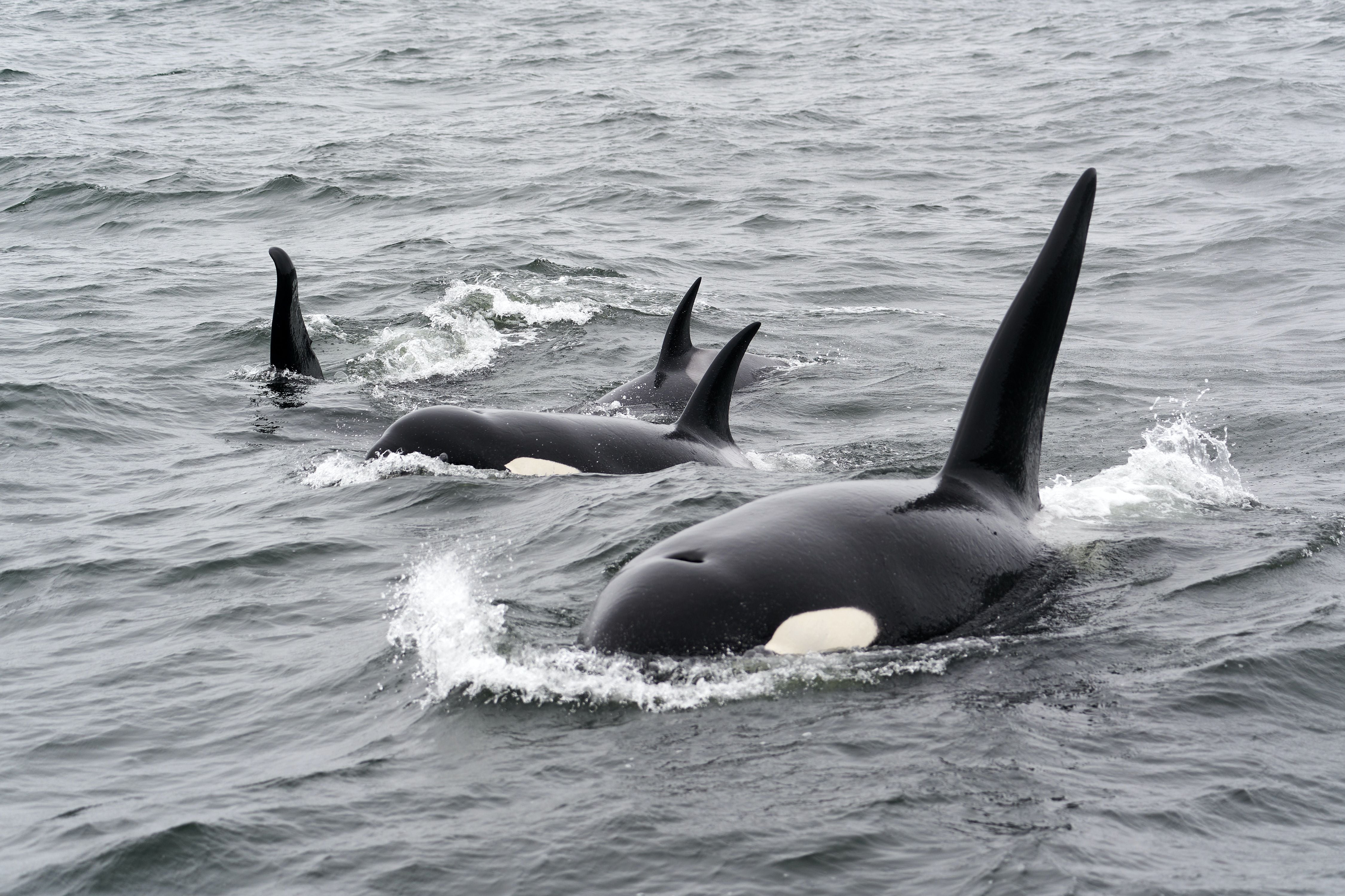 Ballenas asesinadas hundieron barcos por “venganza”