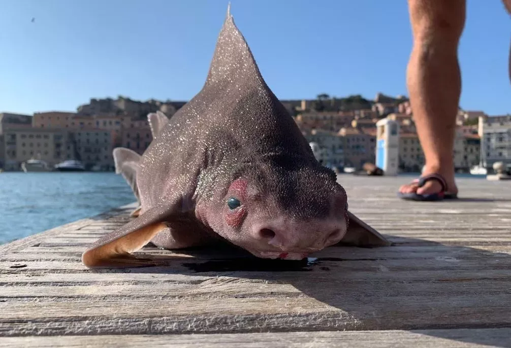 Tiburón rugoso "pez cerdo"