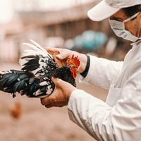 OMS confirma primera muerte por gripe aviar A H5N2 
