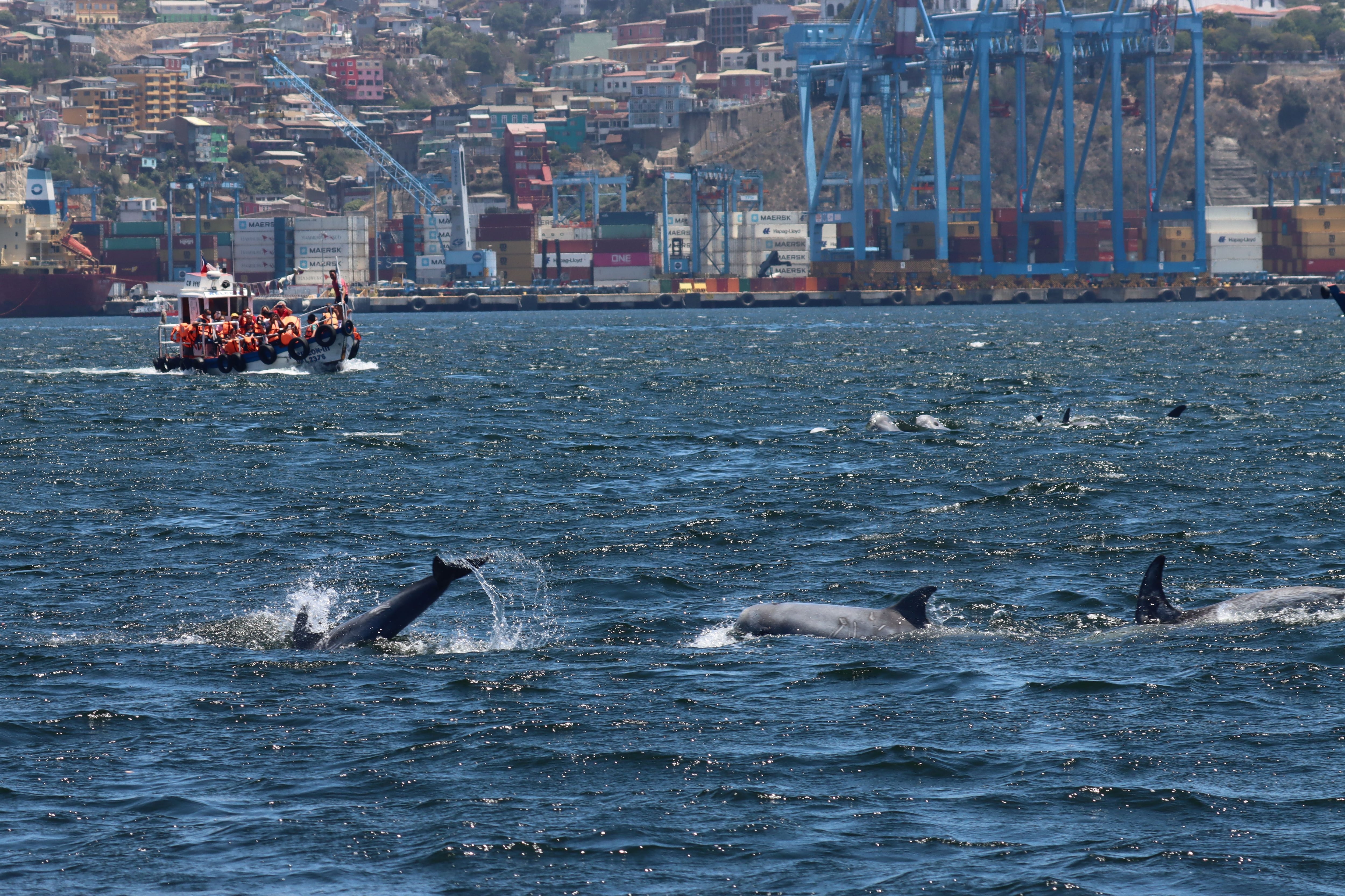 Delfines Valparaíso