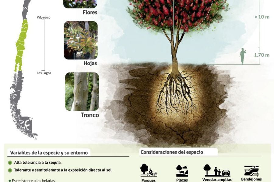 En tiempos de sequía ¿Qué especies de árboles son más resistentes? - La  Tercera