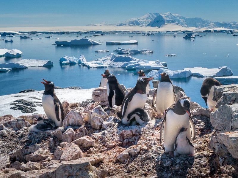 Pingüinos en la Antártica