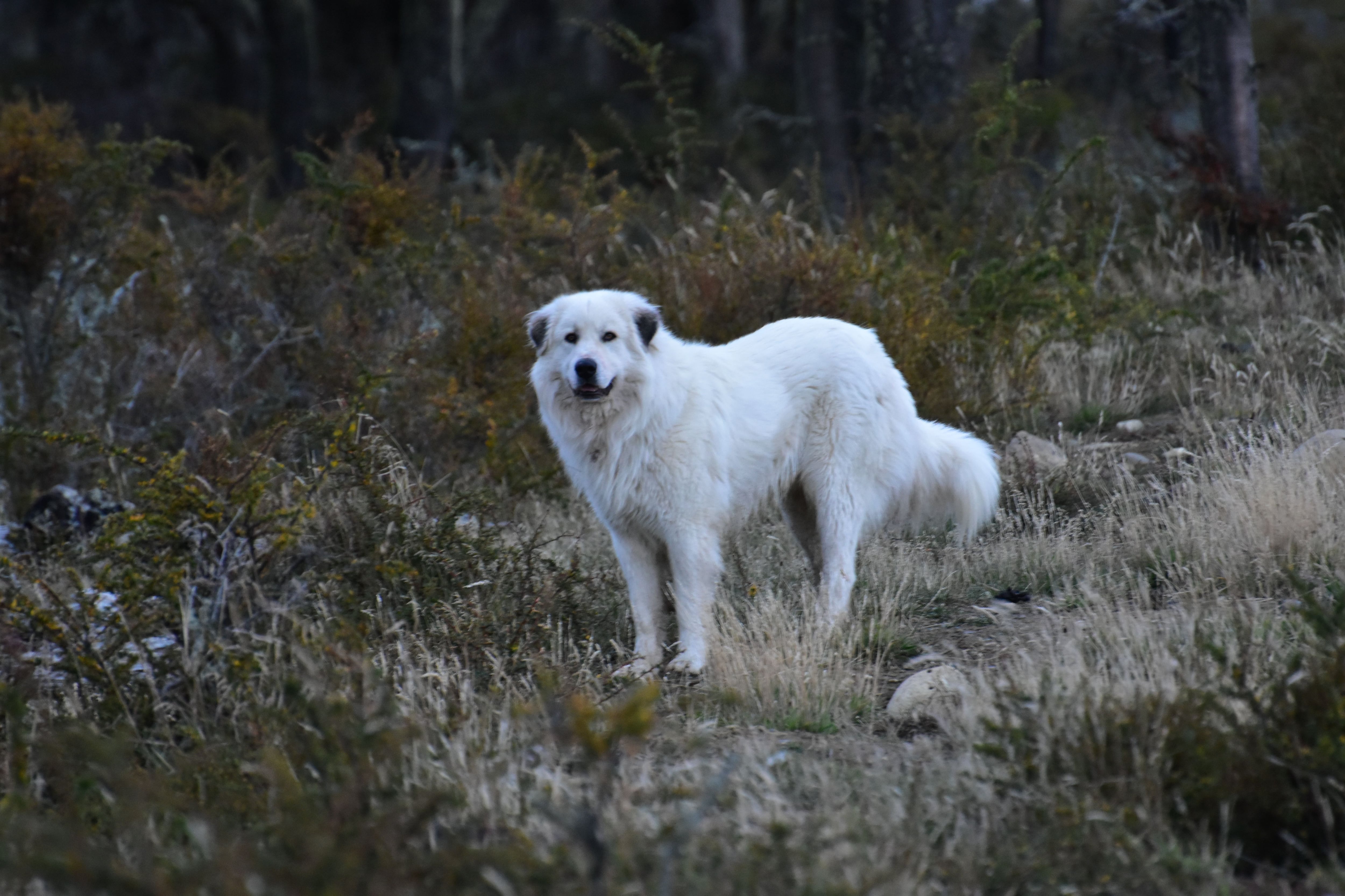 perro patagonia