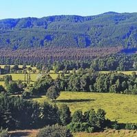 Corma busca reforestar 1 millón de hectáreas: fondo por US$200 millones, 10% de especies nativas y exenciones tributarias entre prioridades
