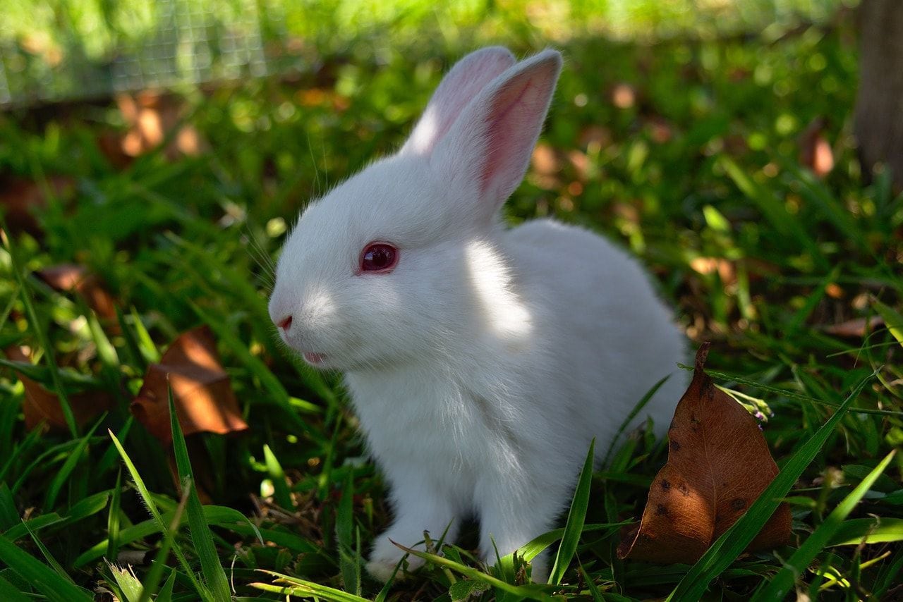 conejo blanco