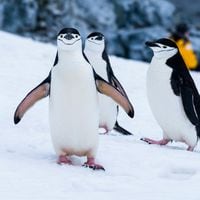“Deshielo descontrolado”: denuncian preocupante situación que vive la Antártida
