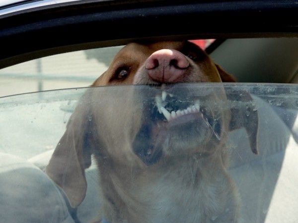 dog-in-open-car-window-960x623-600x450.jpg