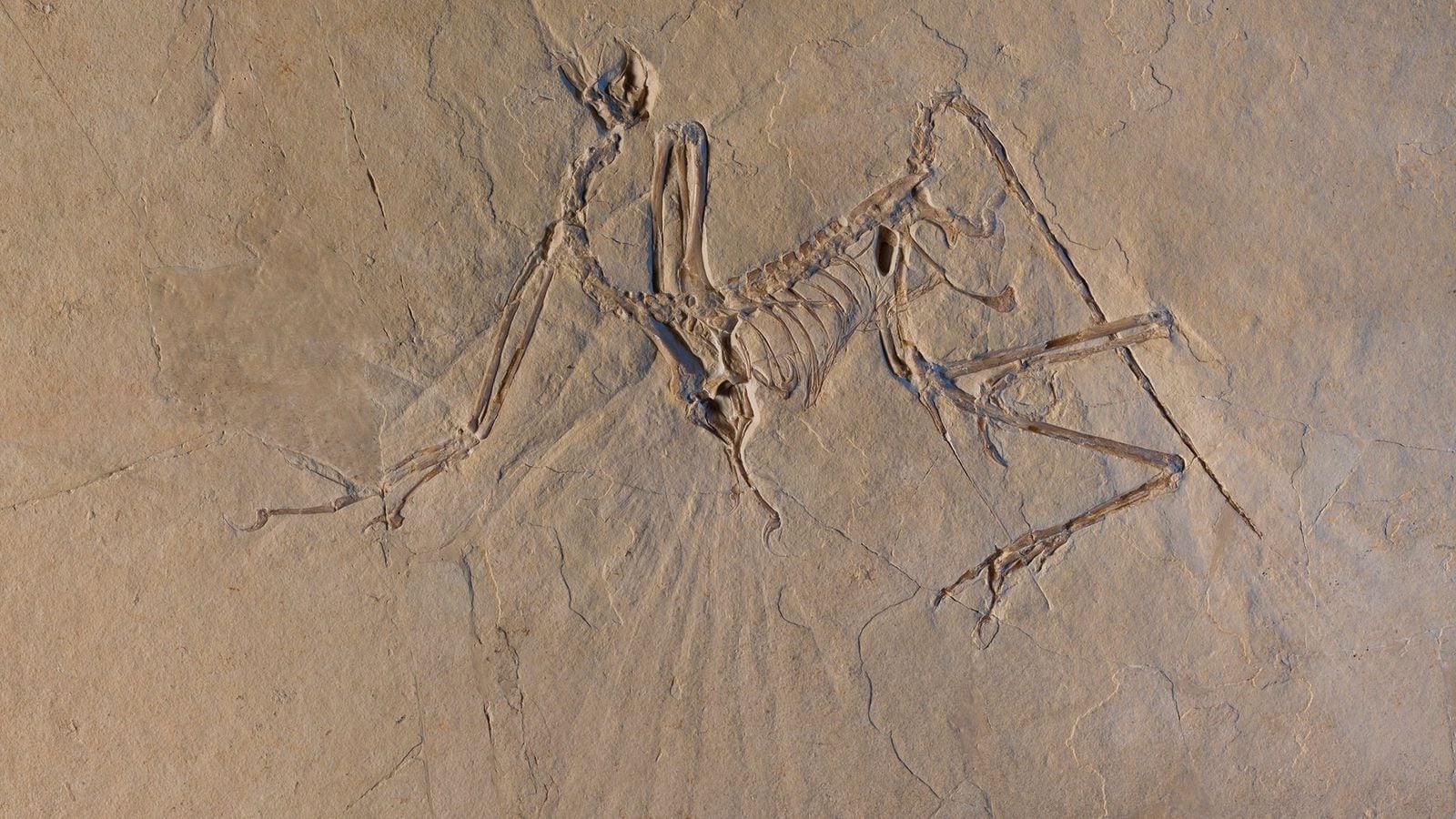 Archaeopteryx