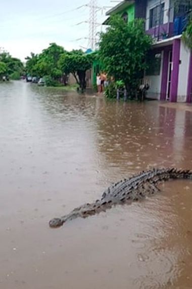 Registran cocodrilos en las calles de México tras graves inundaciones - La  Tercera