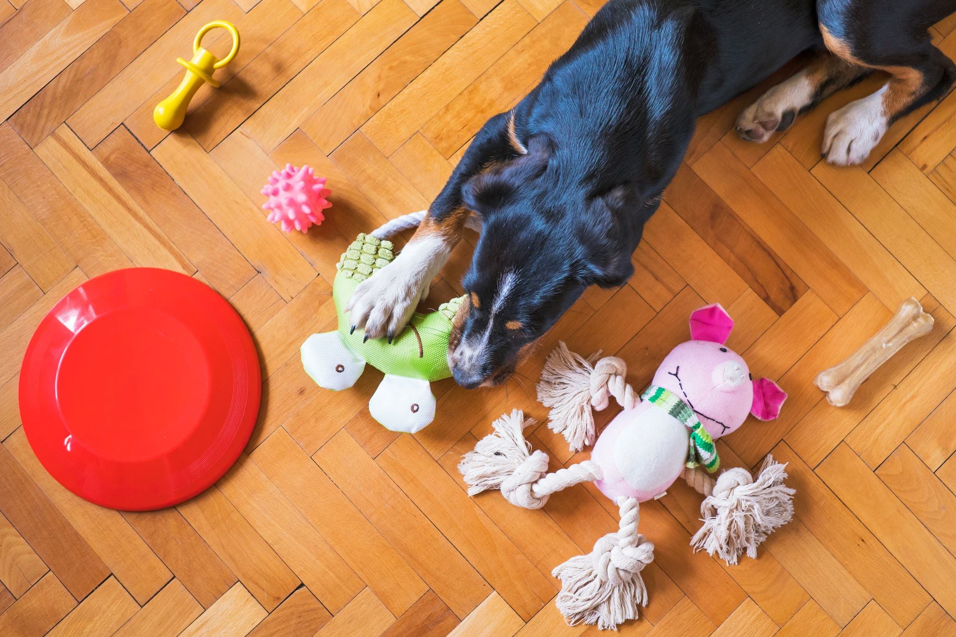 Consejos para evitar que el perro muerda toda la casa